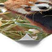Red Panda Poster (Ecke)