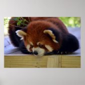 Red Panda Poster (Vorne)
