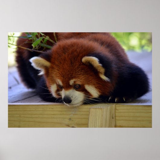 Red Panda Poster (Vorne)