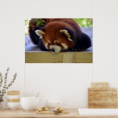 Red Panda Poster (Küche)