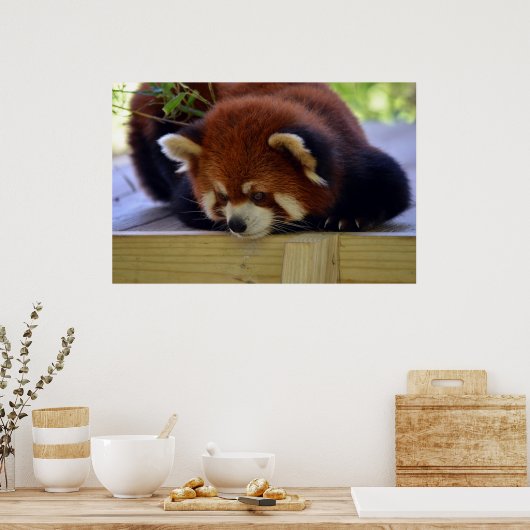 Red Panda Poster (Küche)
