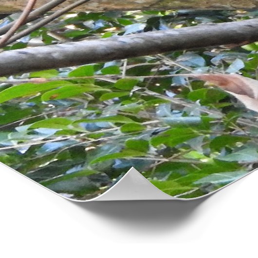 Red Panda Poster (Ecke)