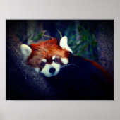 Red Panda Poster (Vorne)