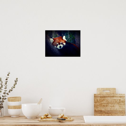 Red Panda Poster (Küche)