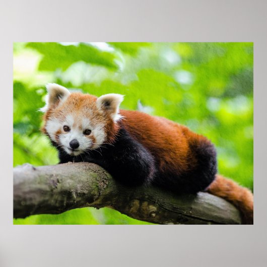 Red Panda Poster (Vorne)