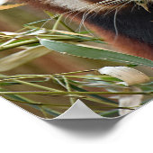 Red Panda Poster (Ecke)