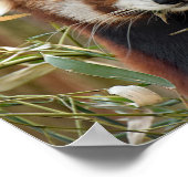 Red Panda Poster (Ecke)
