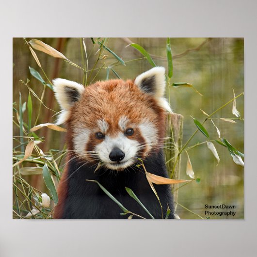 Red Panda Poster (Vorne)