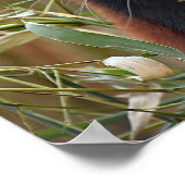 Red Panda Poster (Ecke)