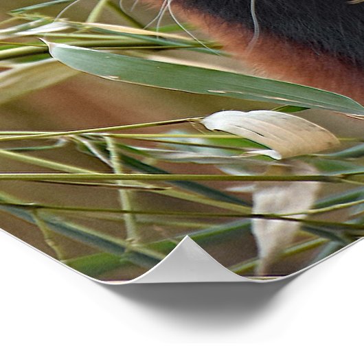 Red Panda Poster (Ecke)