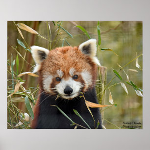Red Panda Poster