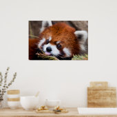 Red Panda Poster (Küche)