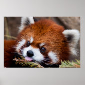 Red Panda Poster (Vorne)