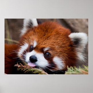 Red Panda Poster