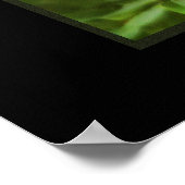 Red Panda Poster Print (Ecke)