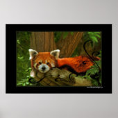 Red Panda Poster Print (Vorne)