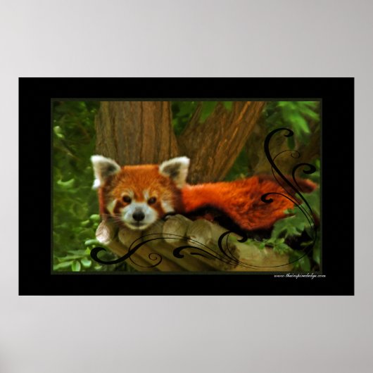 Red Panda Poster Print (Vorne)