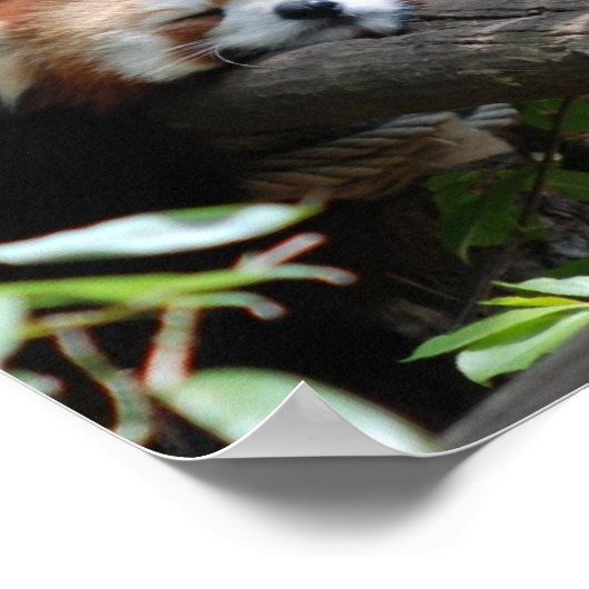 Red Panda Poster schlafen (Ecke)