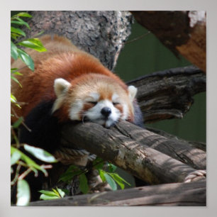 Red Panda Poster schlafen