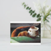 Red Panda Postkarte (Stehend Vorderseite)