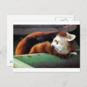 Red Panda Postkarte (Vorne/Hinten)