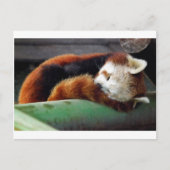 Red Panda Postkarte (Vorderseite)