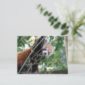 Red Panda Postkarte (Stehend Vorderseite)