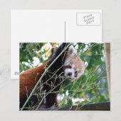 Red Panda Postkarte (Vorne/Hinten)