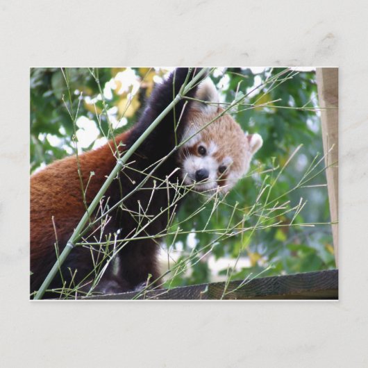Red Panda Postkarte (Vorderseite)