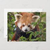 Red panda postkarte (Vorne/Hinten)