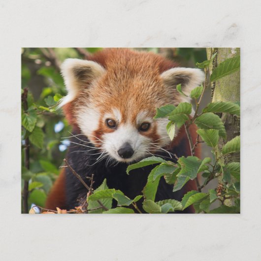 Red panda postkarte (Vorderseite)