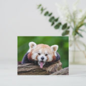 Red Panda Postkarte (Stehend Vorderseite)