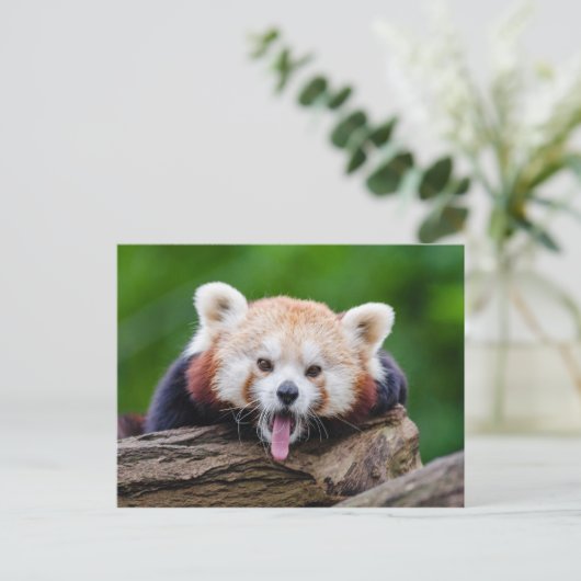 Red Panda Postkarte (Stehend Vorderseite)