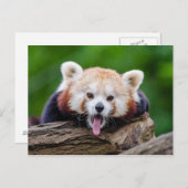Red Panda Postkarte (Vorne/Hinten)