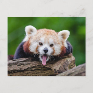Red Panda Postkarte