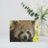 Red Panda Postkarte (Stehend Vorderseite)