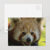 Red Panda Postkarte (Vorne/Hinten)