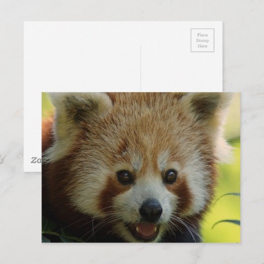 Red Panda Postkarte (Vorne/Hinten)