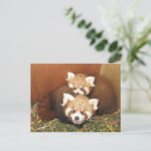 Red Panda Postkarte (Stehend Vorderseite)