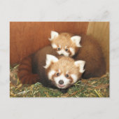 Red Panda Postkarte (Vorderseite)