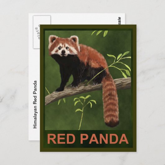 Red Panda Postkarte (Vorne/Hinten)