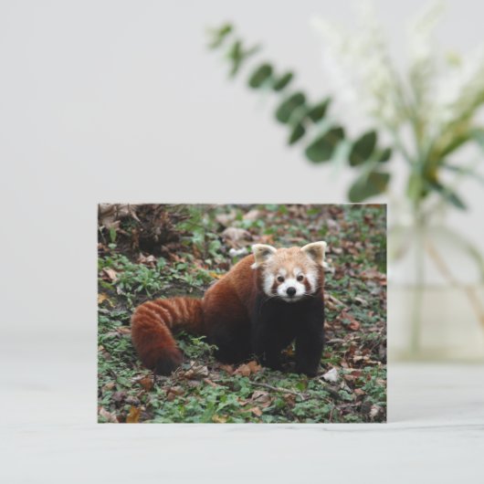 Red Panda Postkarte (Stehend Vorderseite)
