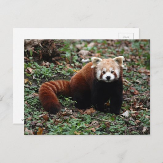 Red Panda Postkarte (Vorne/Hinten)