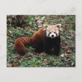 Red Panda Postkarte (Vorderseite)