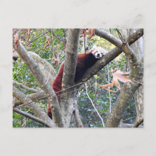 Red Panda Postkarte