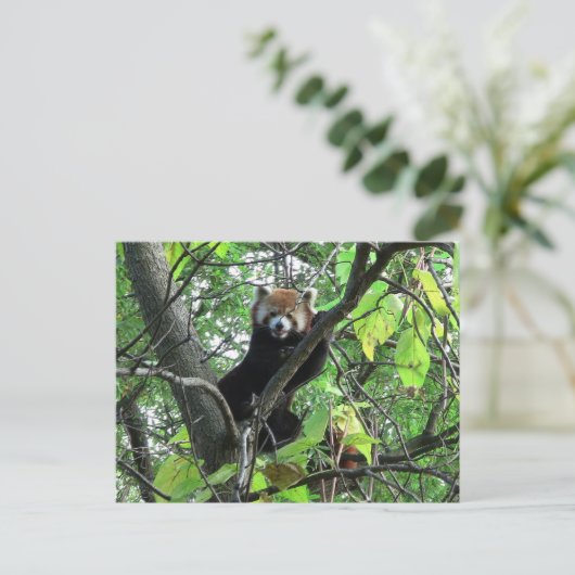 Red Panda Postkarte (Stehend Vorderseite)