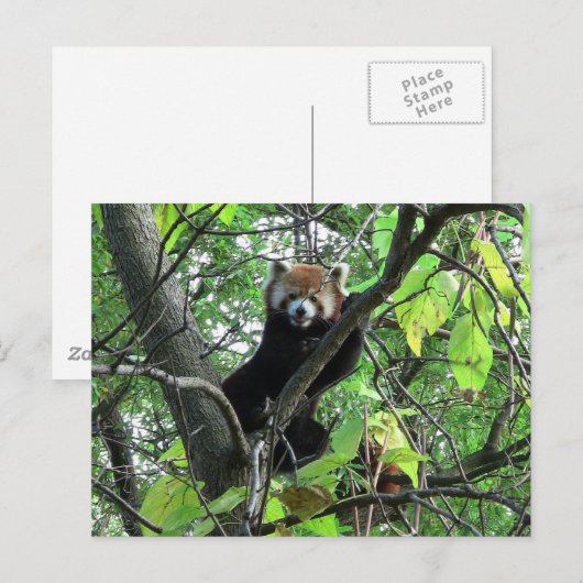 Red Panda Postkarte (Vorne/Hinten)