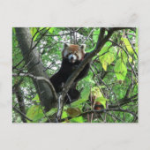 Red Panda Postkarte (Vorderseite)