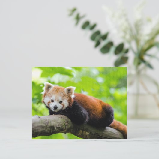 Red Panda Postkarte (Stehend Vorderseite)
