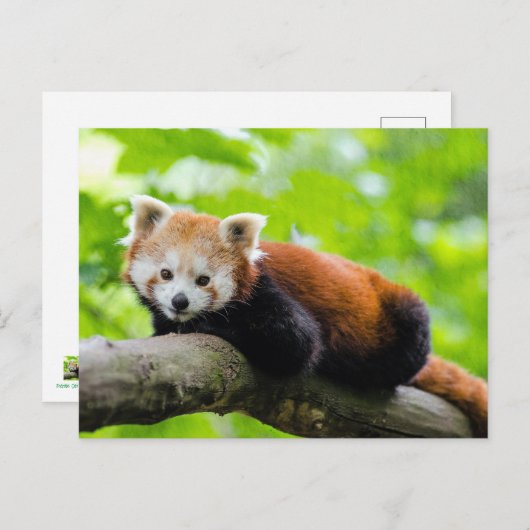 Red Panda Postkarte (Vorne/Hinten)